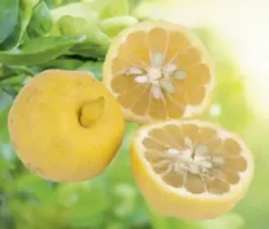 Lime Pursha coloris orange - 2,5 L