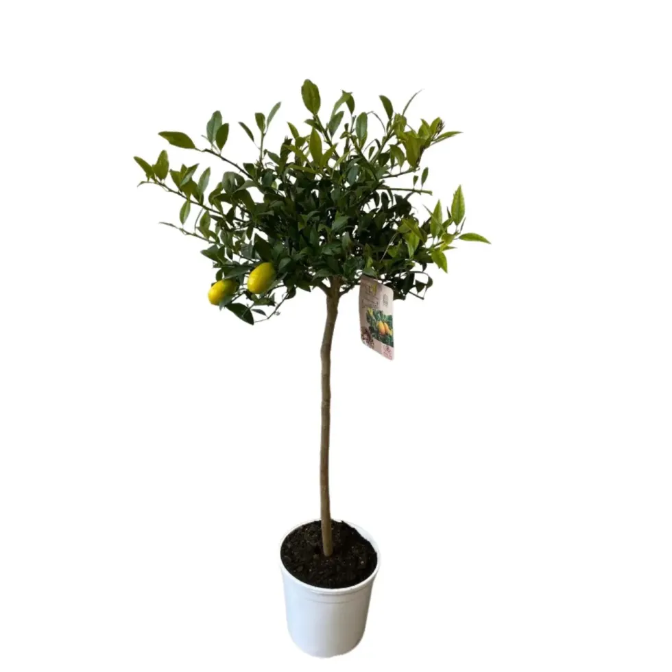 Limequat zéro résidus. Le pot de 9 litres, forme 1/2 tige