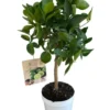 Lime vert coloris jaune - 5 L