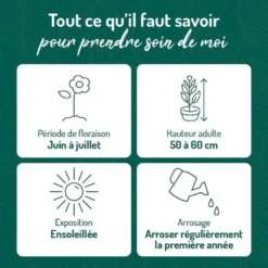 Lin Vivace - Le pot de 9 x 9 cm