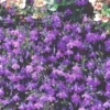 Lobelia - Le pot de 1 litre