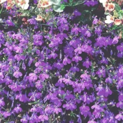 Lobelia - Le pot de 1 litre