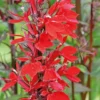 Lobellia cardinale godet 9x9 cm