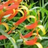 Lobélia laxiflora - Le pot de 10.5 cm