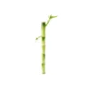 Lucky Bamboo droit. Le pot H 30 cm