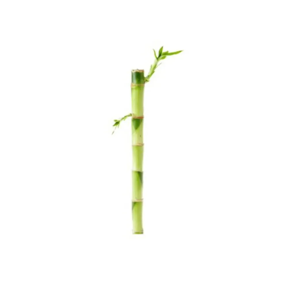 Lucky Bamboo droit. Le pot H 30 cm