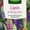 Lupin de Russel Varié Vilmorin - graines à semer