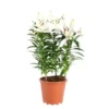 Lys Blanc 5 pieds pot Ø19xH60 cm
