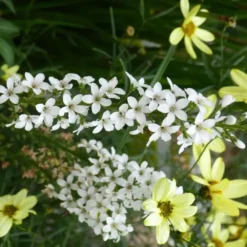 Lysimaque Autumn Snow - Le pot de 2 litres