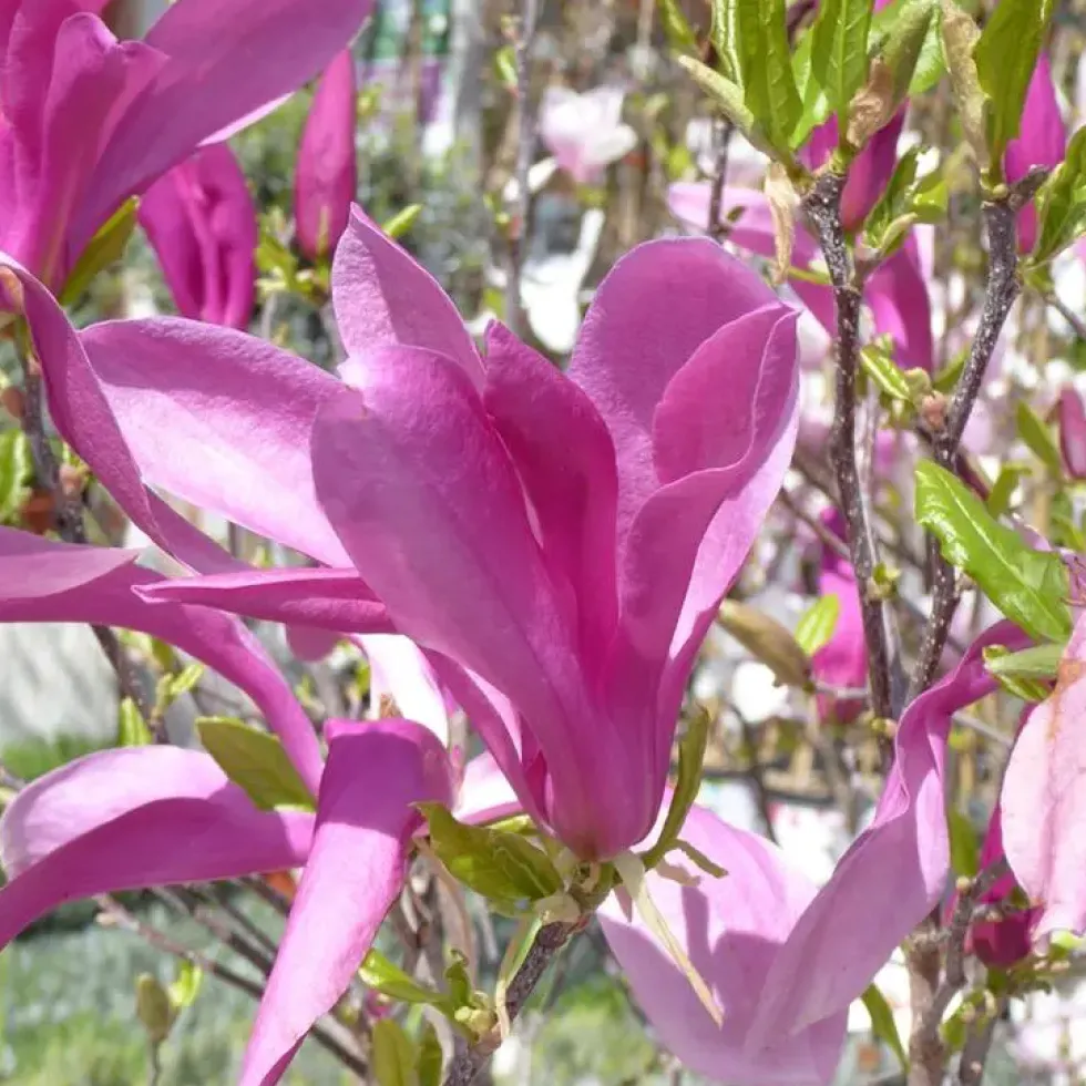 Magnolia Caduc Soulangeana – Pot de 7,5L