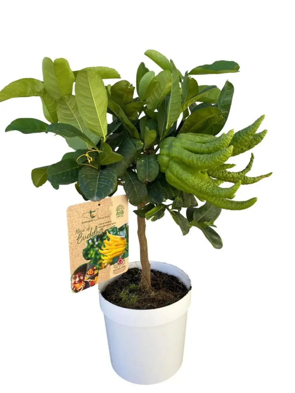 Main de Bouddha coloris jaune - 5 L