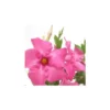 Mandevilla Tourmaline buisson - Le pot de 1 litre