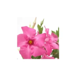 Mandevilla Tourmaline buisson - Le pot de 1 litre