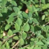 Marjolaine Bio. Le pot de 1 litre