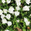 Mazus rampant blanc godet 9x9 cm