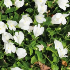 Mazus rampant blanc godet 9x9 cm