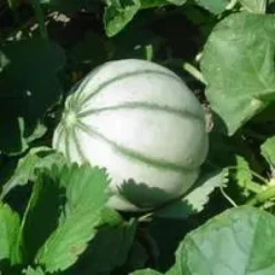 Melon Bio. La barquette de 4 plants