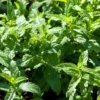 Menthe Fraise Bio. Le pot de 1 litre