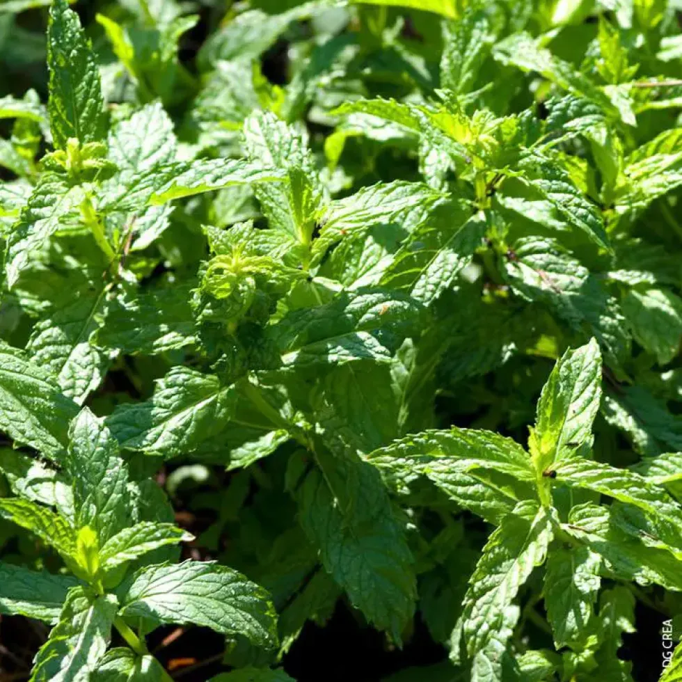 Menthe Fraise Bio. Le pot de 1 litre