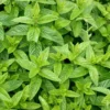 Menthe Marocaine Bio. Le pot de 1 litre