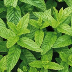 Menthe Marocaine Bio. Le pot de 9x9 cm