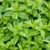 Menthe marocaine. Le pot de 1 litre
