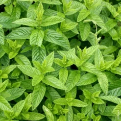 Menthe marocaine. Le pot de 1 litre