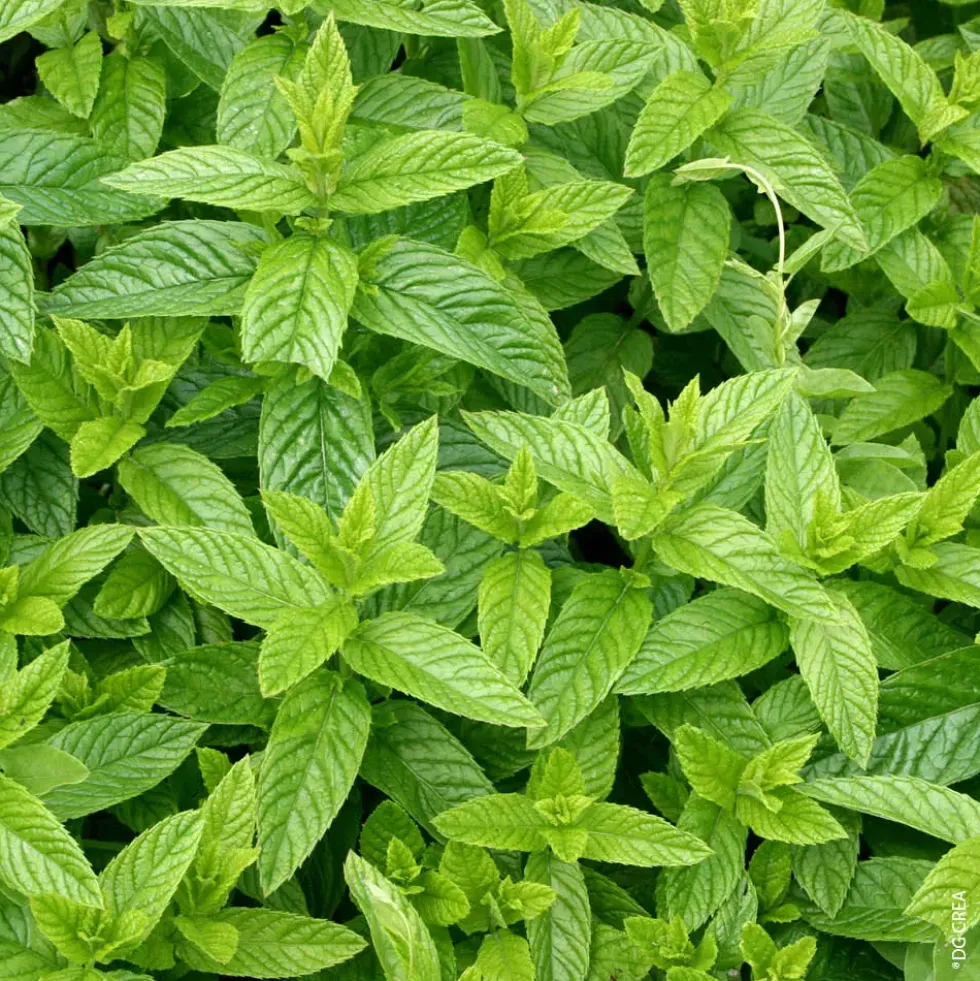 Menthe marocaine. Le pot de 1 litre