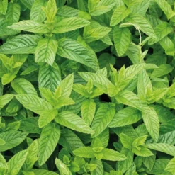 Menthe Mojito bio. Le pot de 1 litre