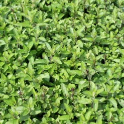 Menthe mojito. Le pot de 1 litre