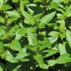 Menthe Poivree Bio. Le pot de 1 litre
