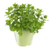 Menthe Pouliot Bio. Le pot de 9x9 cm