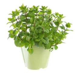 Menthe Pouliot Bio. Le pot de 9x9 cm
