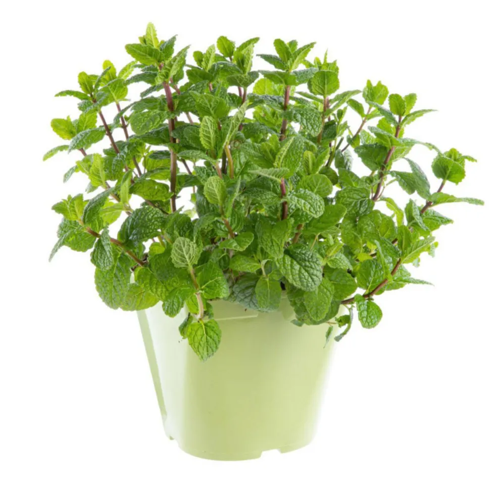 Menthe Pouliot Bio. Le pot de 9x9 cm