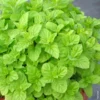 Menthe verte. Le pot de 1 litre