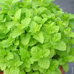 Menthe verte. Le pot de 1 litre