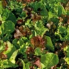 Mesclun Cretois Bio. La barquette de 12 plants