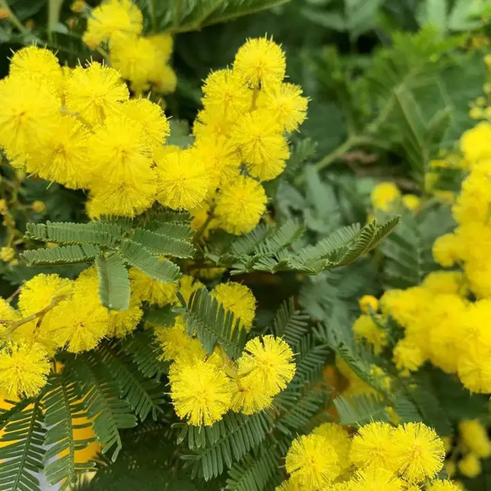 Mimosa greffé – C7