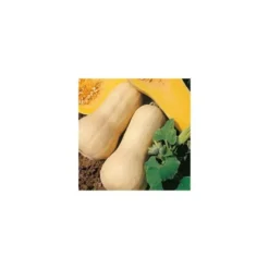 Mini Courge Butternut Bio. Le pot de 10,5 cm