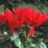 Mini Cyclamen. La coupe de 25/27 cm