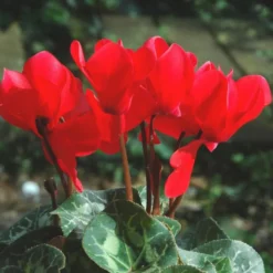 Mini Cyclamen. La coupe de 25/27 cm