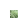 Miscanthus Sinensis Morning Light - Le pot de 4 litres
