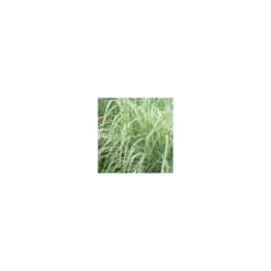 Miscanthus Sinensis Morning Light - Le pot de 4 litres