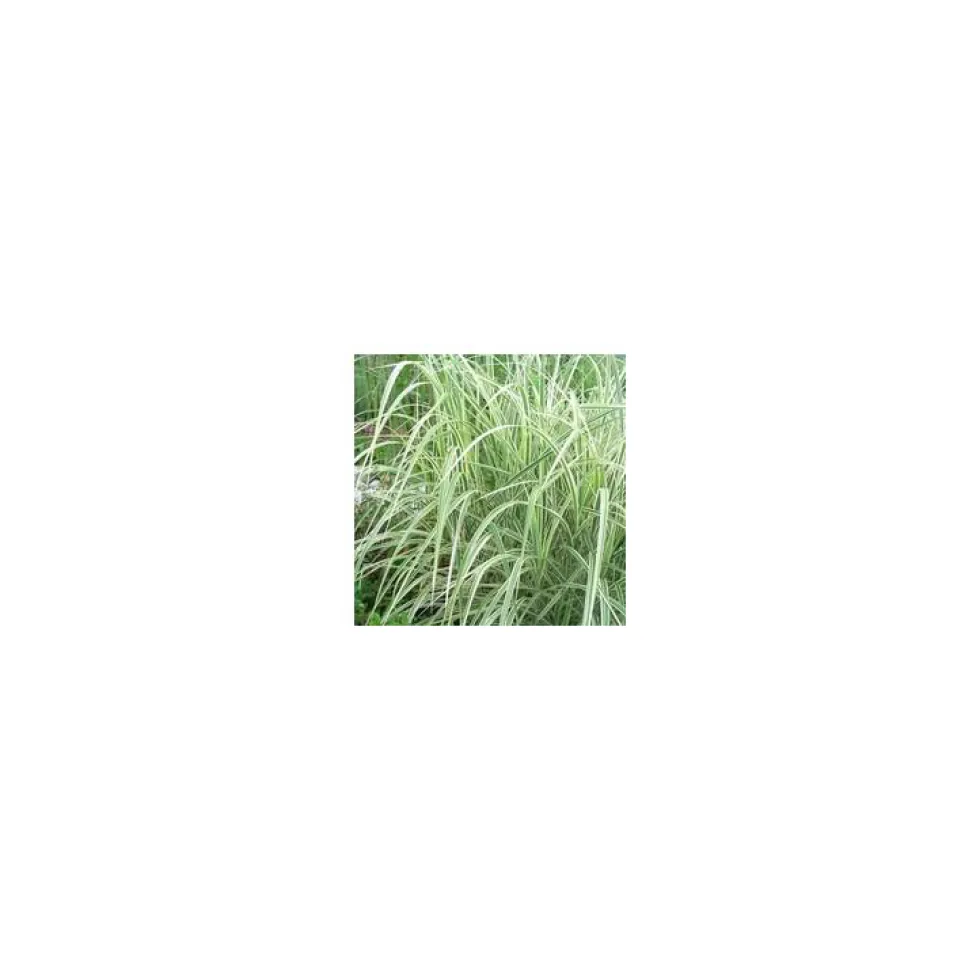 Miscanthus Sinensis Morning Light - Le pot de 4 litres