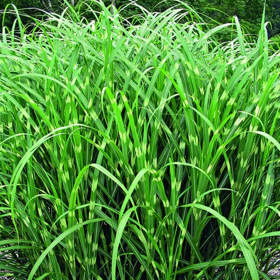 Miscanthus sinensis Zebrinus vert botanic®. Le pot de 4 litres