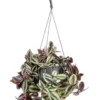 Misère pourpre (Tradescantia zebrina) violet. La suspension Ø 14 cm