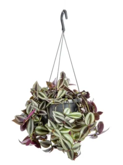 Misère pourpre (Tradescantia zebrina) violet. La suspension Ø 14 cm