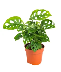 Monstera Adansonii vert. Le pot Ø 12 cm