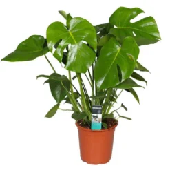 Monstera Deliciosa. Le pot Ø 21 cm