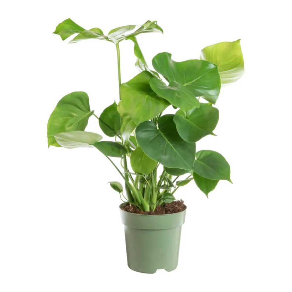 Monstera en touffe vert. Le pot Ø 24 cm